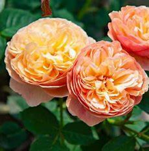 Rosa 'Eveline Wildt'®