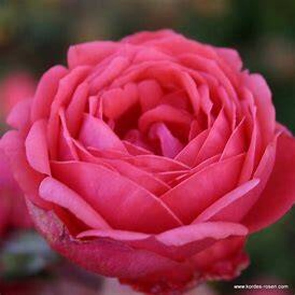 Rosa 'Gartenprinzessin Marie-José' ®