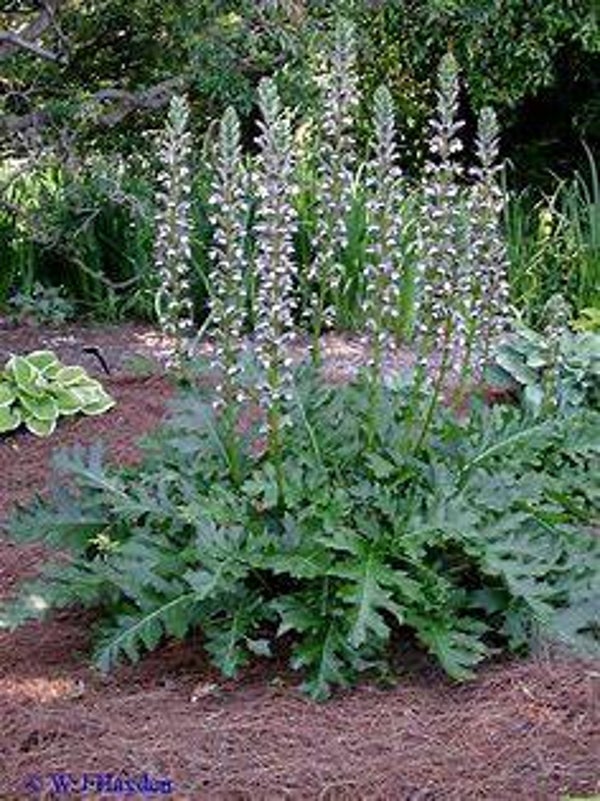 Acanthus mollis