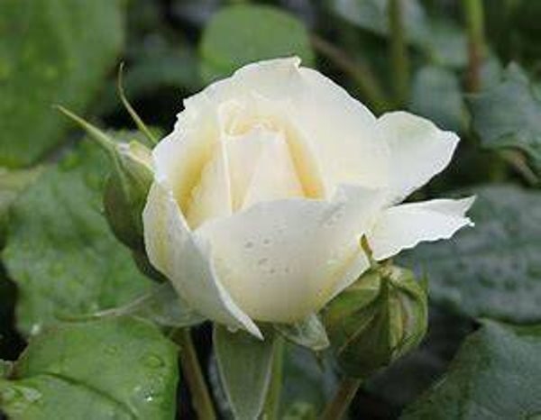 Rosa ‘Edelweiss’