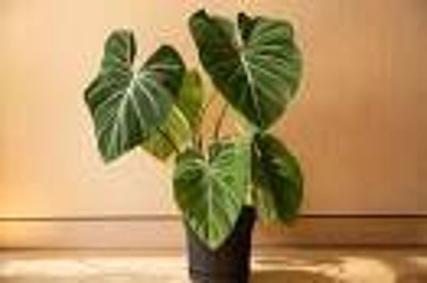 Philodendron gloriosum