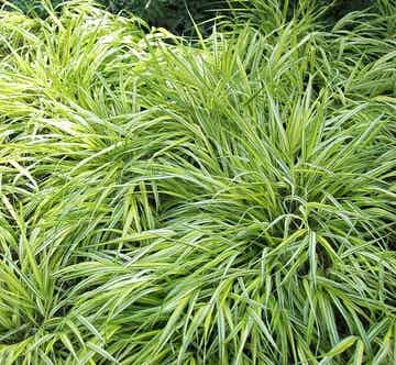 Carex morrowii ´Variegata´