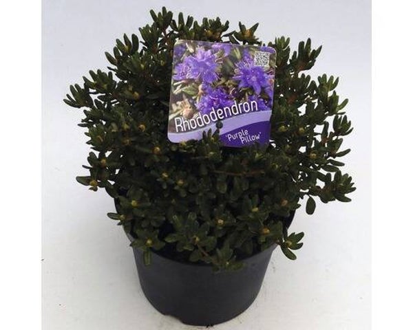 Rododendron 'purple pillow'