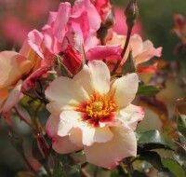 Rosa (F) 'Alissar Princess of Phoenicia'®