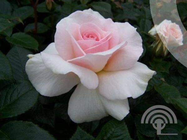 Rosa (T) 'A Whiter Shade of Pale' ®