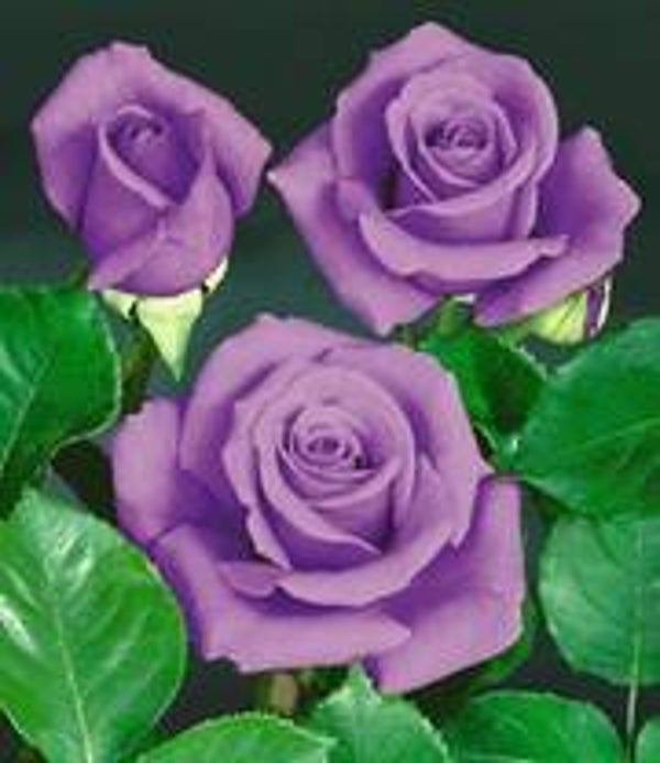 Rosa Blue Saphir