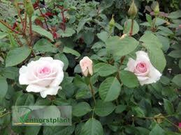 rosa 'A Whinter Shade of Pale' (Stamroos)