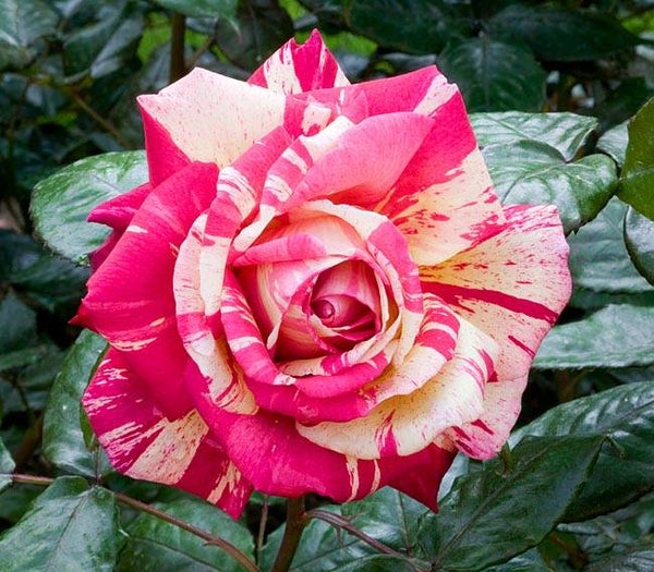Rosa 'Broceliande' (struikroos)