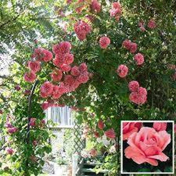 Rosa 'Climbing Queen Elizabeth'