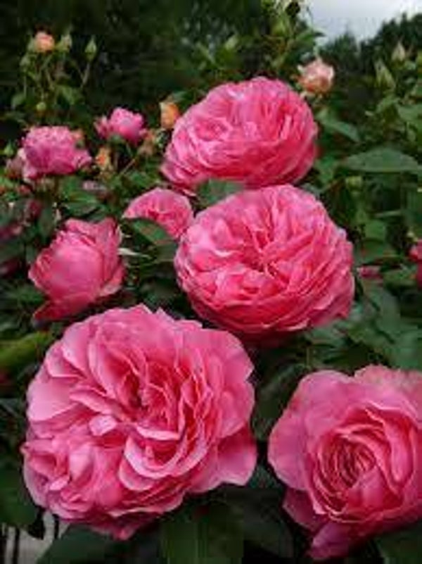 Rosa 'leonardo da vinci' (struikroos)