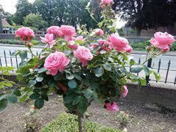 Rosa 'leonardo da vinci' (stamroos)