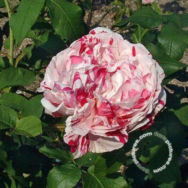 Rosa (HRb) 'Variegata di Bologna'