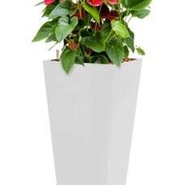 Runner Standard Anthurium sierra Runner wit