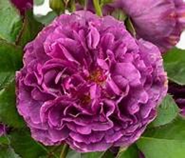 Rosa minerva