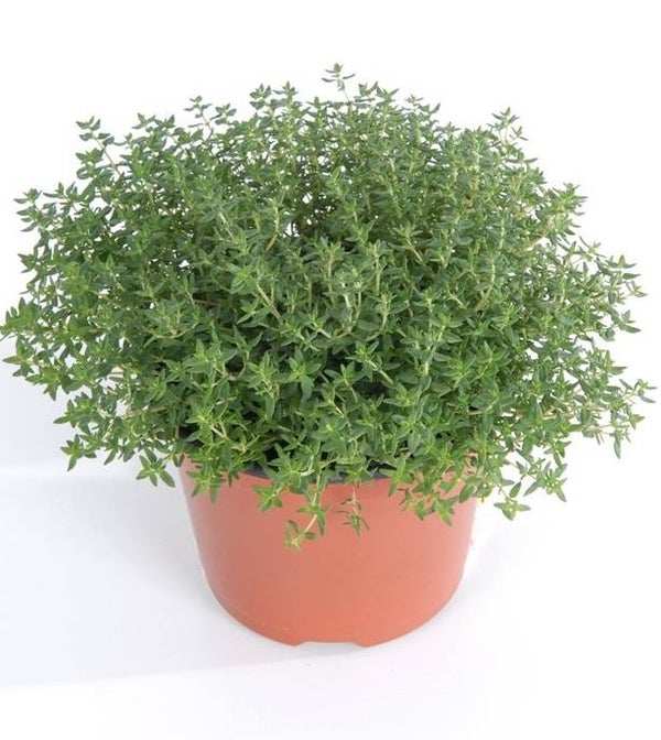 Thymus vulgaris  'Compactus'