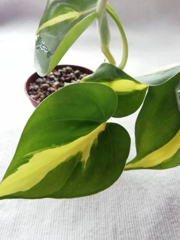Philodendron Brasil