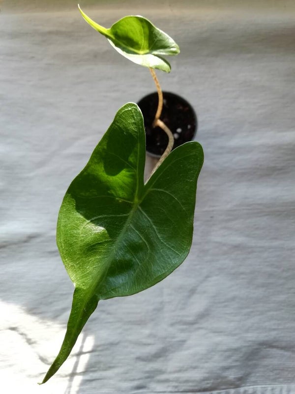 Alocasia Stingray