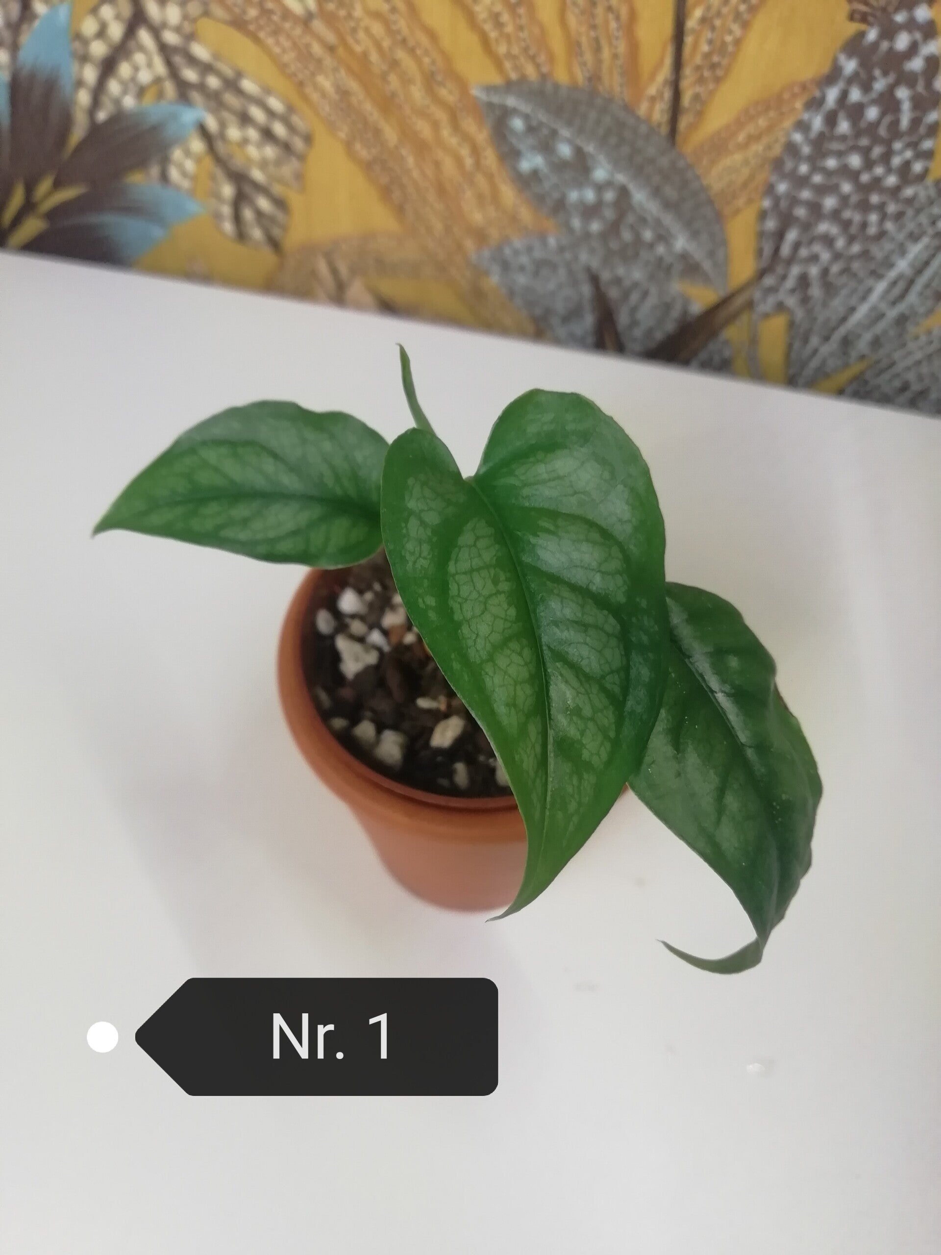 Monstera Siltepecana Gr. S