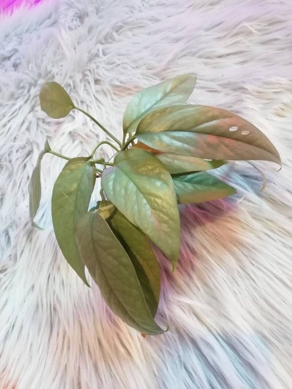 Epipremnum Cebu Blue