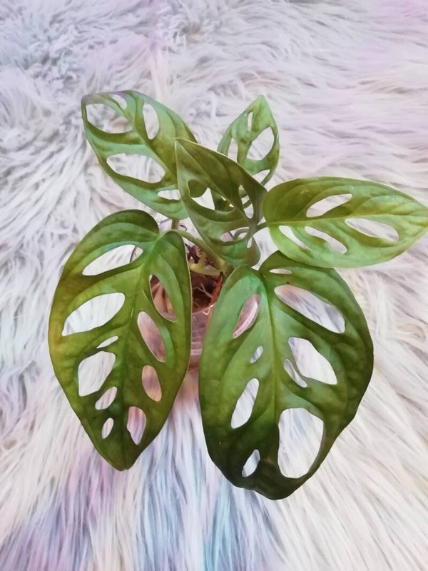 Monstera Adansonii