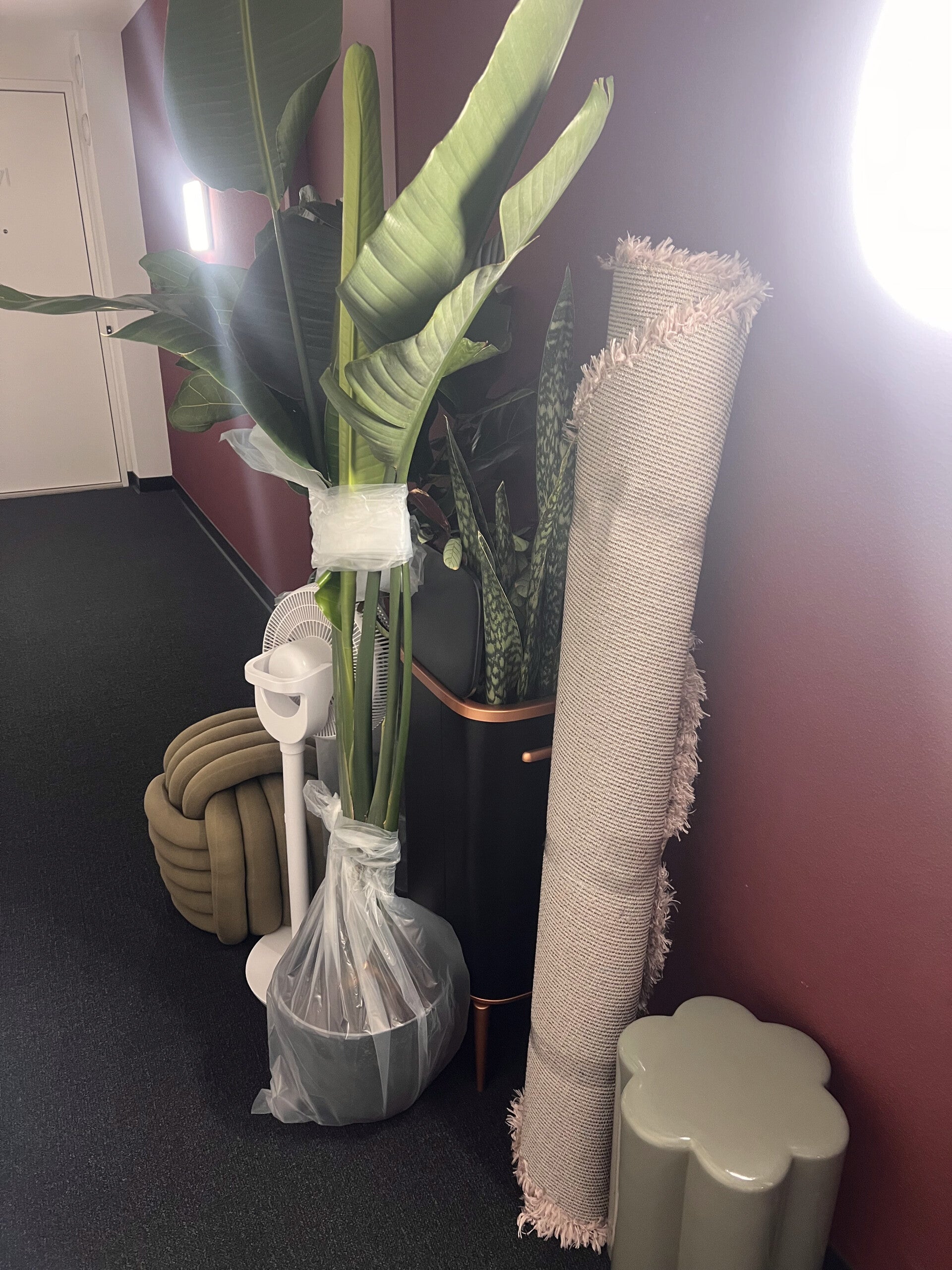 Planten, vloerkleden en overige inboedel klaargezet voor transport