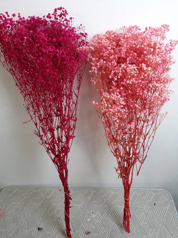 Gypsophila
