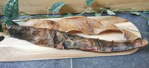 Kameel kophuid 40 cm