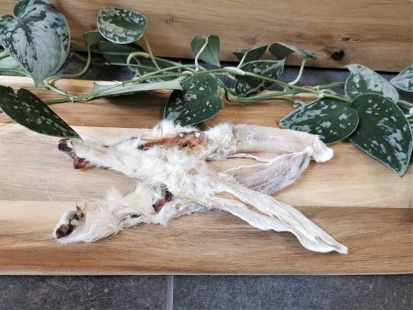 Konijnenoren met haar