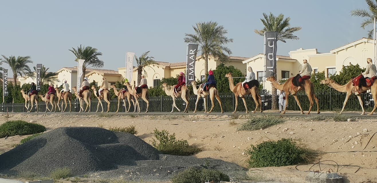 Traditional camel riding