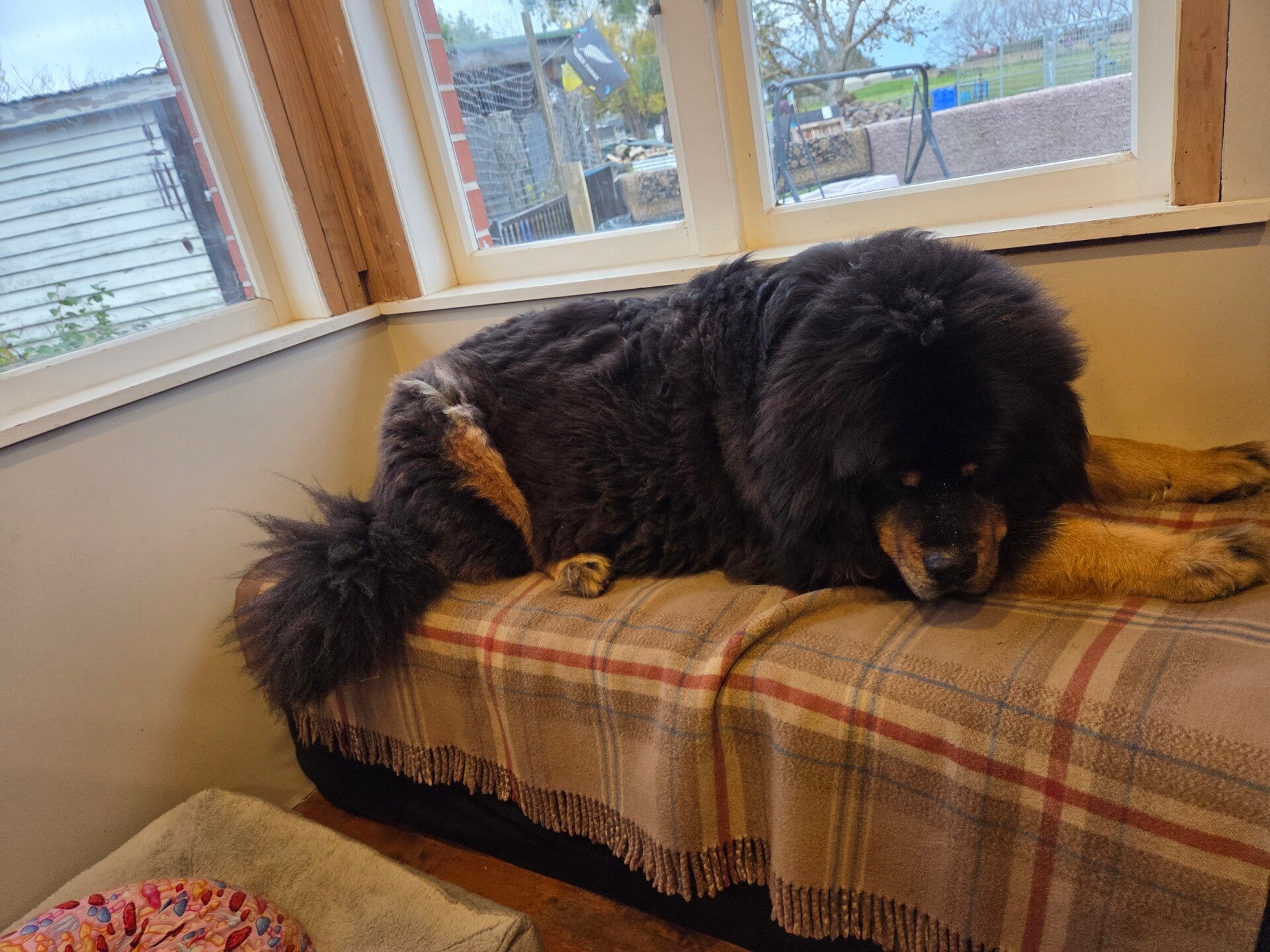 Dog boarding Carteron, Dog boarding Masterton, Dog boarding Wairarapa, Dog Kennels Carteron, Dog Kennels Masterton
