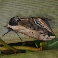 134-ligusterpijlstaart-16-06-2015-zwolle-g-beersma-standard.jpg