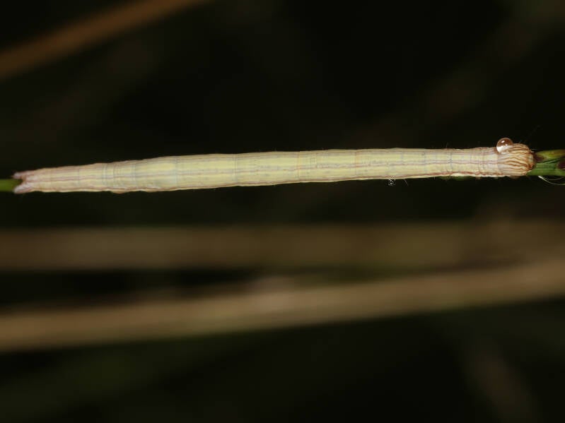 188a-mi-vlinder-31-07-2019-boetelerveld-g-beersma-standard.jpg