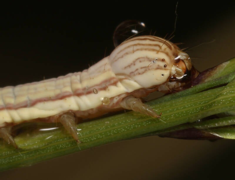 188c-mi-vlinder-31-07-2019-boetelerveld-g-beersma-standard.jpg