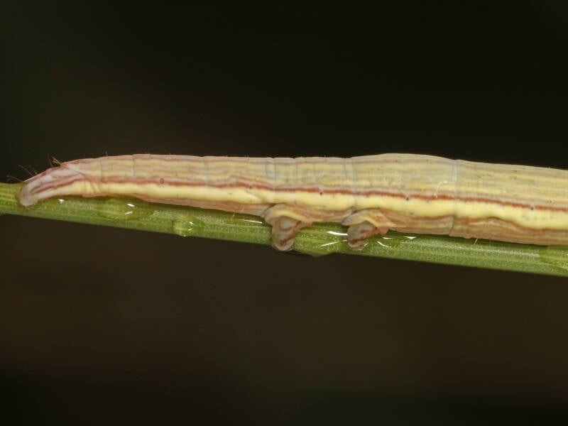 188d-mi-vlinder-31-07-2019-boetelerveld-g-beersma-standard.jpg