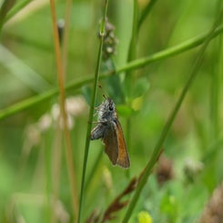 20210728perlenbachtal70geelsprietdikkopje.jpg