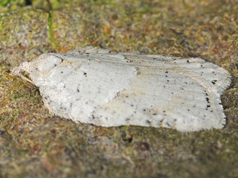 298a-witte-boogbladroller-01-10-2014-de-horte-g-beersma-standard.jpg