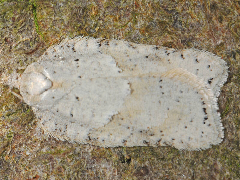 298b-witte-boogbladroller-01-10-2014-de-horte-g-beersma-standard.jpg