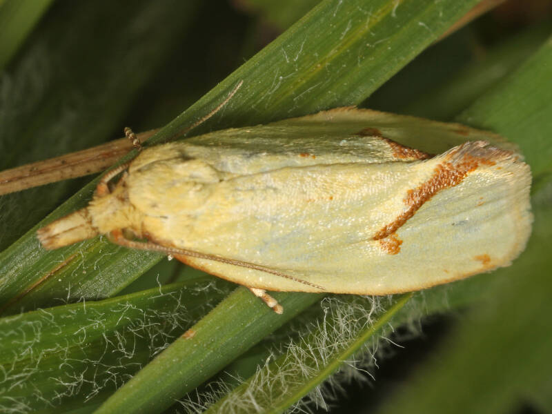 distelbladroller-04-07-2019-g-beersma.jpg