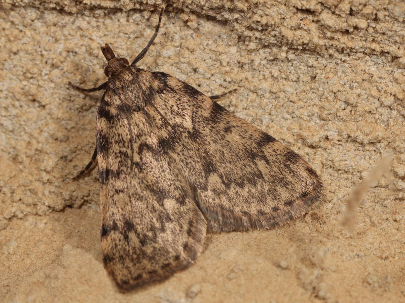 vetmot-03-07-2024-g-beersma.jpg
