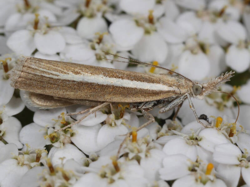 smalle-witlijngrasmot-20-08-2019-g-beersma.jpg