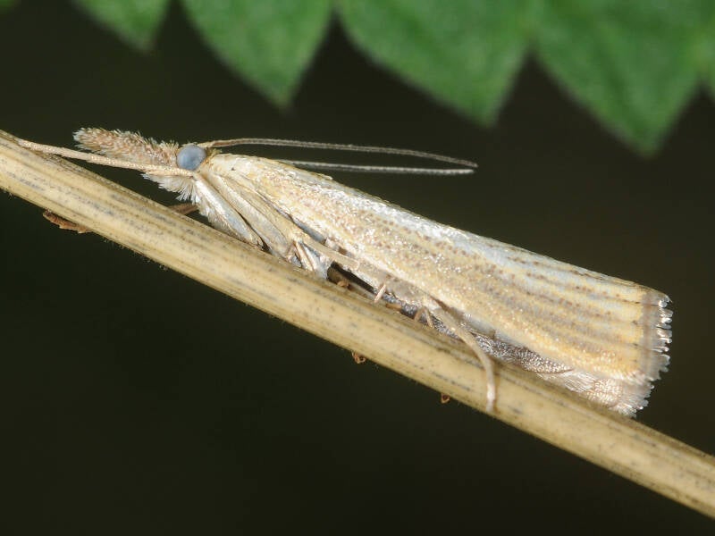 blauwooggrasmot-26-07-2015-g-beersma.jpg