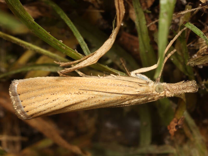 blauwooggrasmot-05-08-2024-g-beersma.jpg
