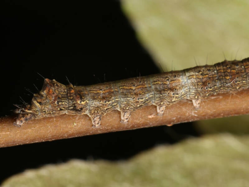 322d-meidoornuil-12-05-2021-hulshorsterzand-g-beersma-standard.jpg