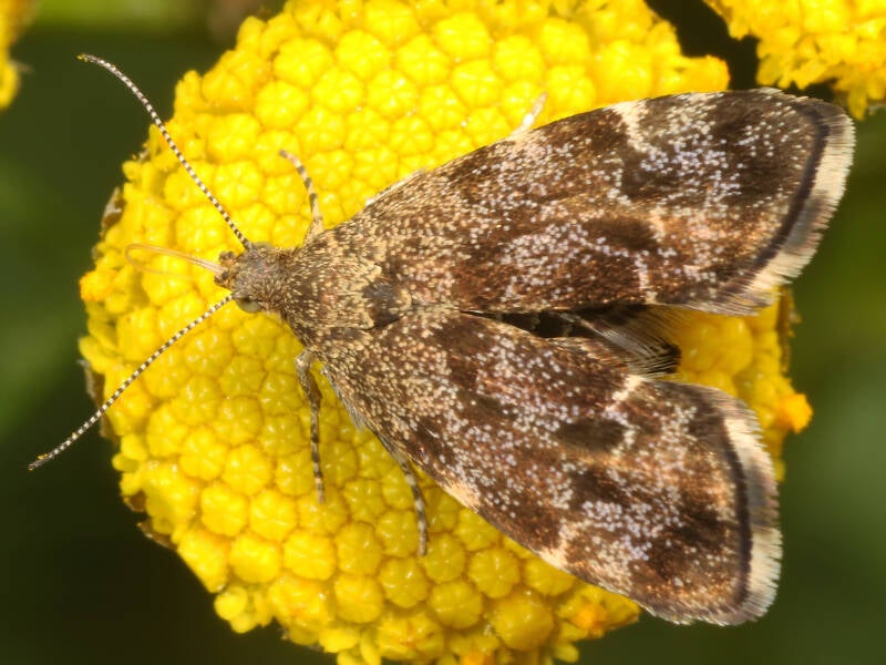 334-brandnetelmot-13-08-2020-regterense-bos-g-beersma-standard.jpg