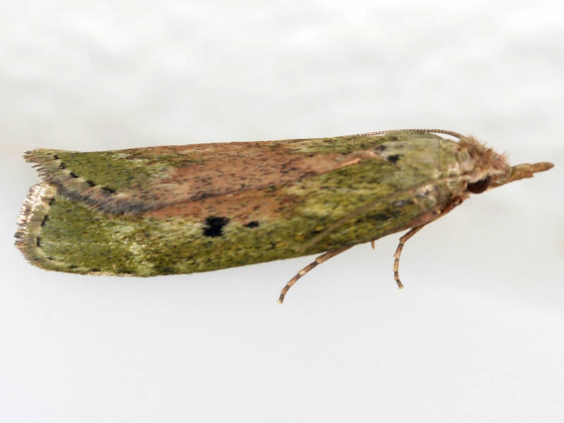 339-hommelnestmot-30-06-2015-zwolle-g-beersma-standard.jpg