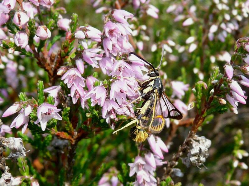 EikenwespP2040292b22.jpg