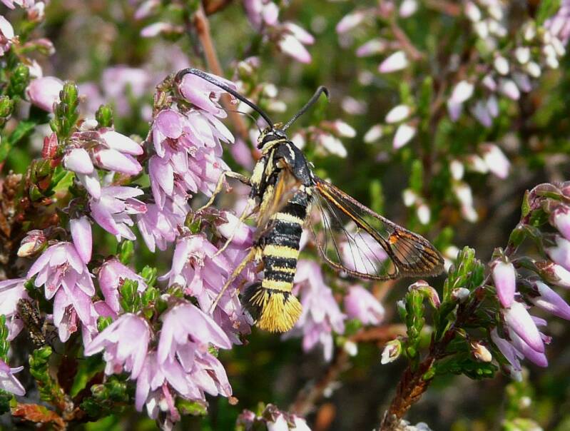EikenwespP2040294b2.jpg