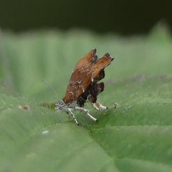 20210923tuin34vijgenskeleteermot.jpg