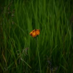 dsc_0377-standard.jpg
