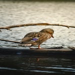 dsc_1222-standard.jpg